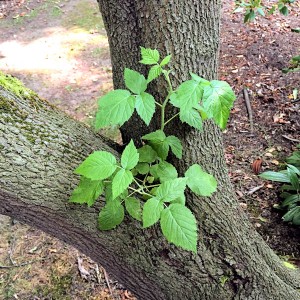 Raspberry growing in crease of a tree