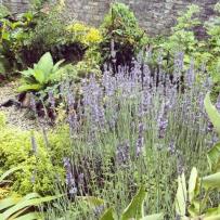 lavender_plant