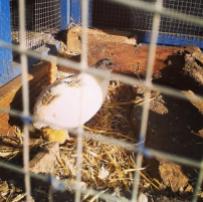 quail_chick